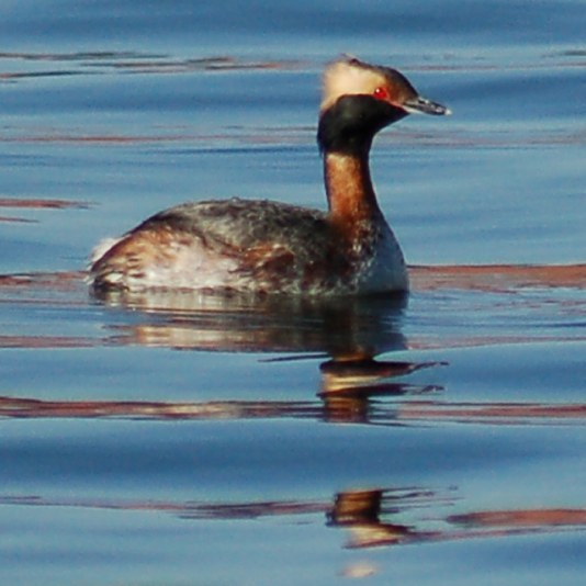 Horned Grebe photo #1