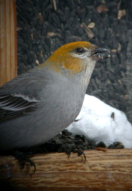 Pine Grosbeak (female) Photo #2