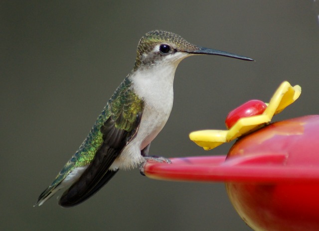 Ruby-throated Hummingbird photo #2