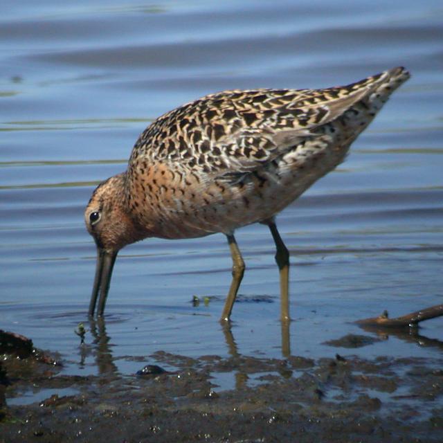 Short-billed Dowitcher photo #3