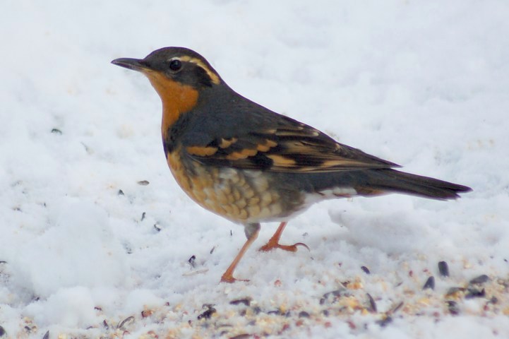Varied Thrush