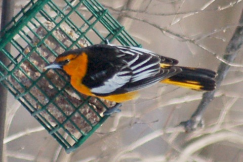 Bullock's Oriole photo #2