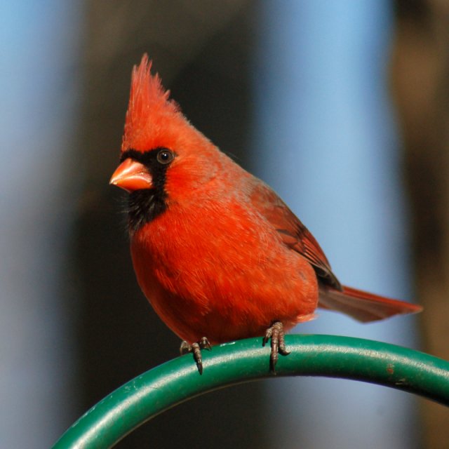 Northern Cardinal Photo #4