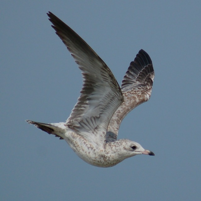 Ring-billed Gull (adult)