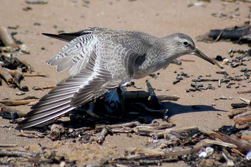 Red Knot (juvenile) photo #4