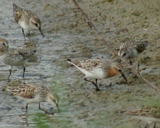 Red-necked Stint Photo 3