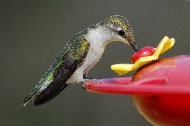 Ruby-throated Hummingbird photo #7