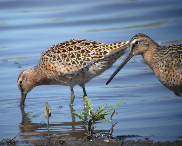 Short-billed Dowitcher photo #1