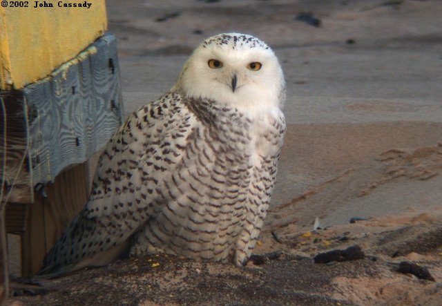 Snowy Owl
