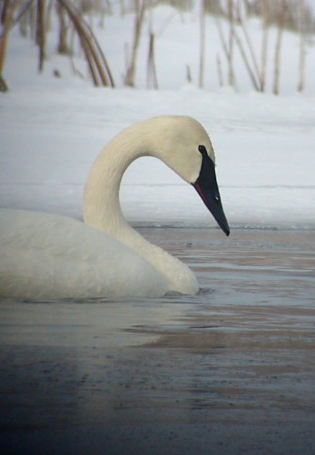 Trumpeter Swan Photo 3
