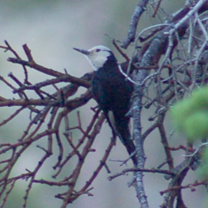 White-headed Woodpecker photo #3