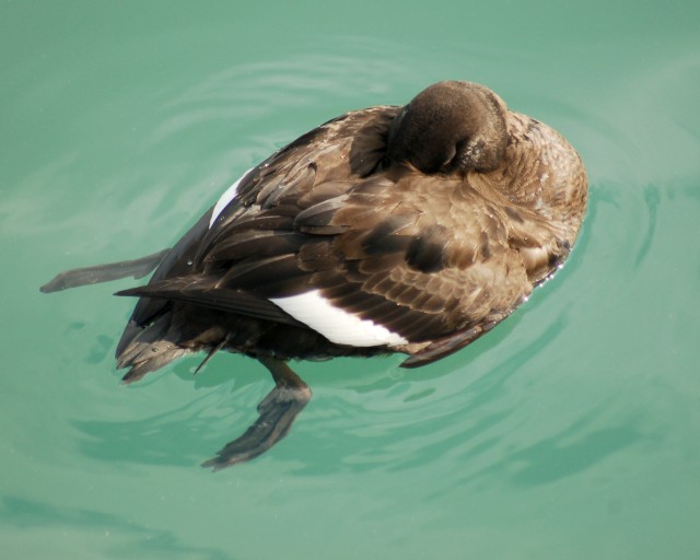 White-winged Scoter