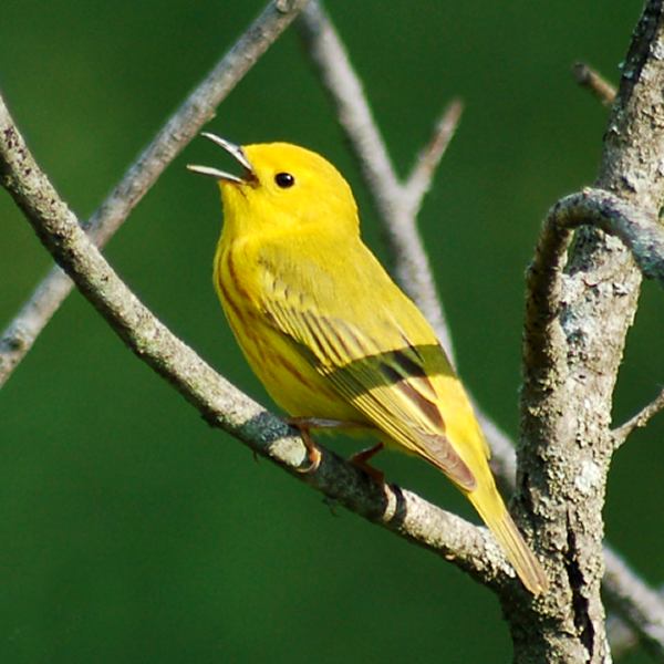 Yellow Warbler photo #1