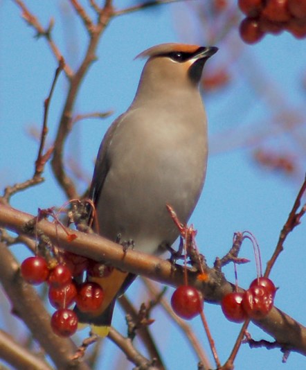 Bohemian Waxwing photo #2