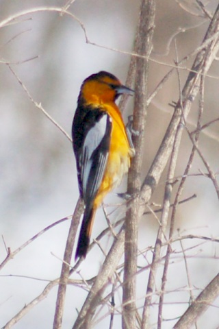 Bullock's Oriole photo #1