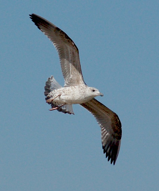 Great Black-backed Gull (1st cycle)