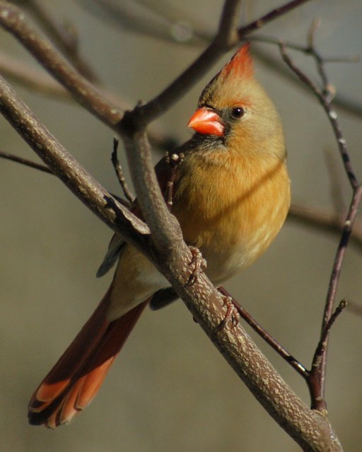 Northern Cardinal Photo #1