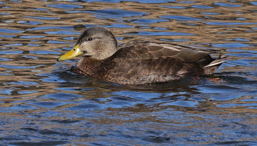 American Black Duck