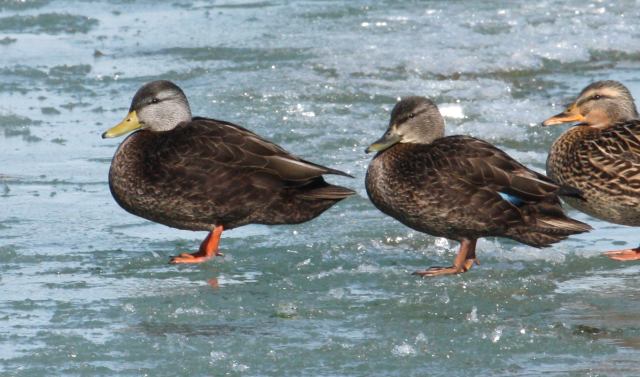 American Black Duck
