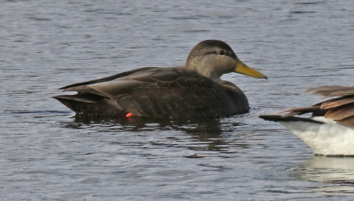 American Black Duck