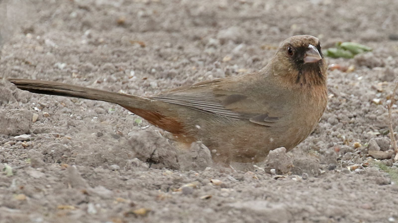 Varied Bunting (adult male)