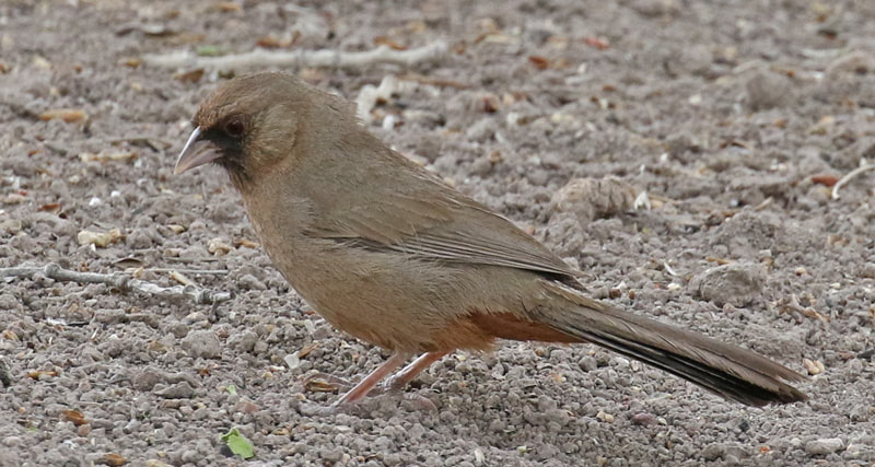 Varied Bunting (adult male)