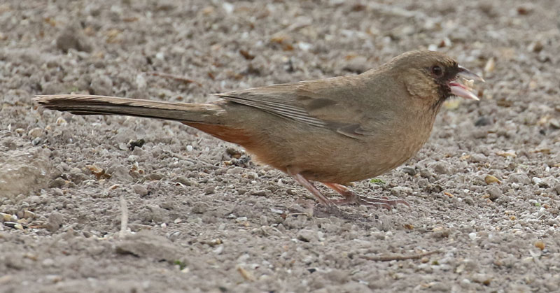 Varied Bunting (adult male)