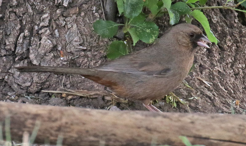 Varied Bunting (adult male)