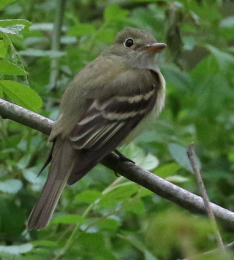 Acadian Flycatcher photo #4