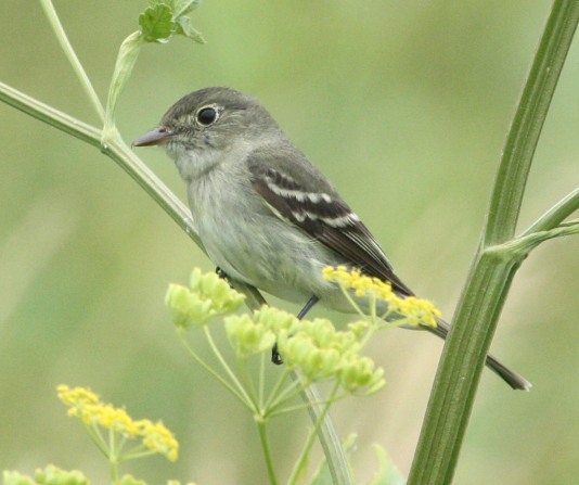 Acadian Flycatcher photo #5