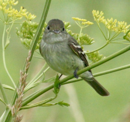 Acadian Flycatcher photo #7