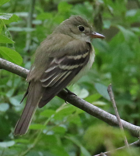 Acadian Flycatcher photo #3