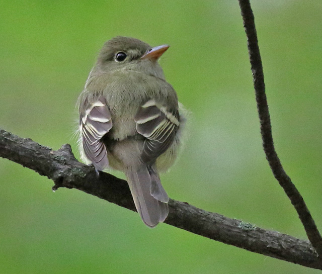 Acadian Flycatcher photo #1