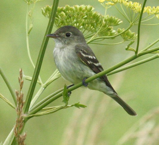 Acadian Flycatcher photo #6