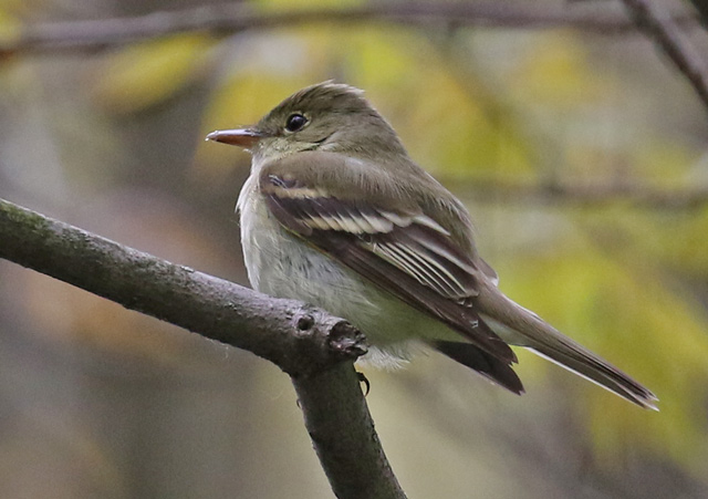 Acadian Flycatcher photo #2