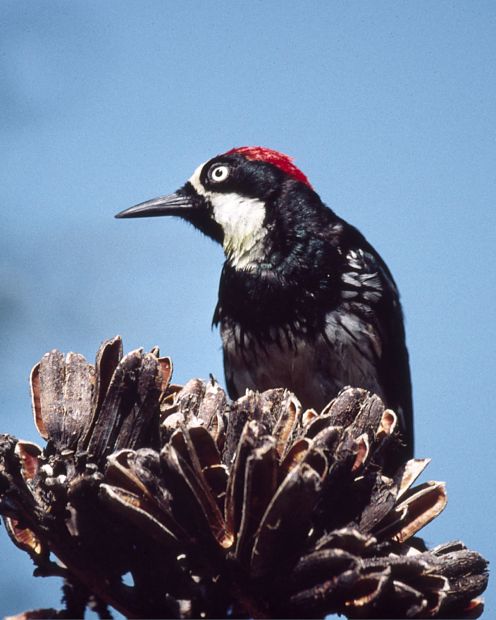 Acorn Woodpecker photo #7