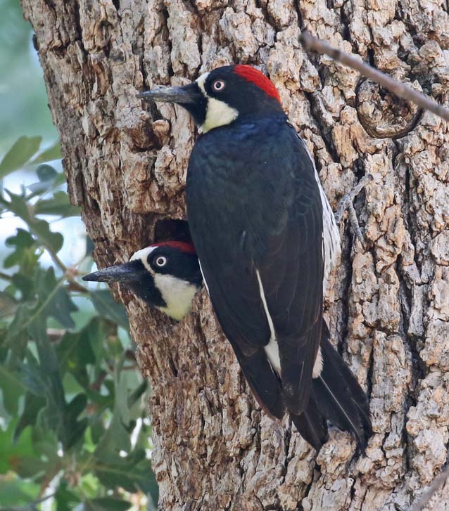 Acorn Woodpecker photo #5