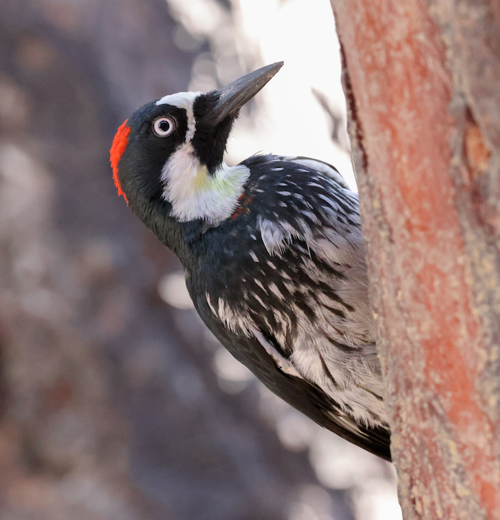 Acorn Woodpecker photo #1