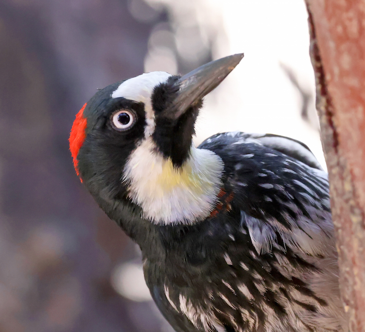 Acorn Woodpecker photo #2