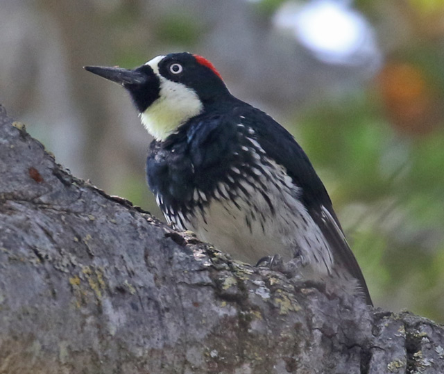 Acorn Woodpecker photo #6