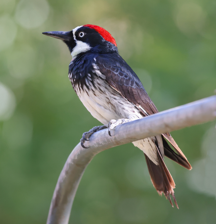 Acorn Woodpecker photo #3
