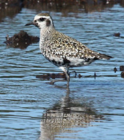 American Golden-plover photo #1