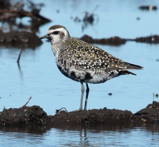 American Golden-plover photo #2