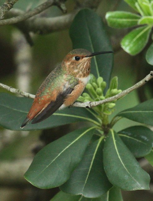 Allen's Hummingbird (male)