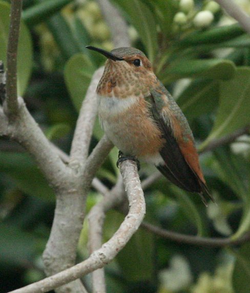 Allen's Hummingbird (male)
