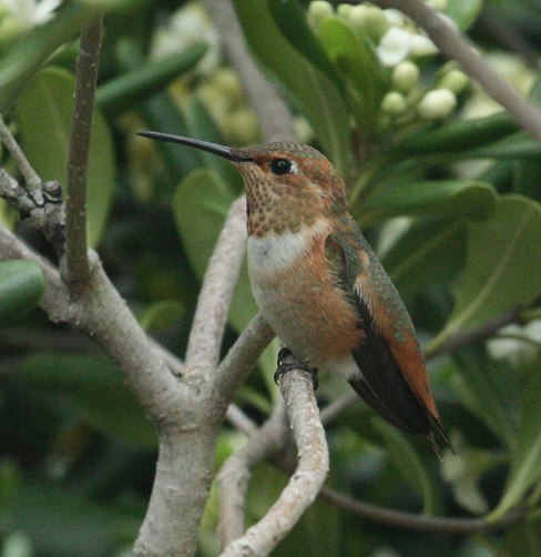 Allen's Hummingbird (male)