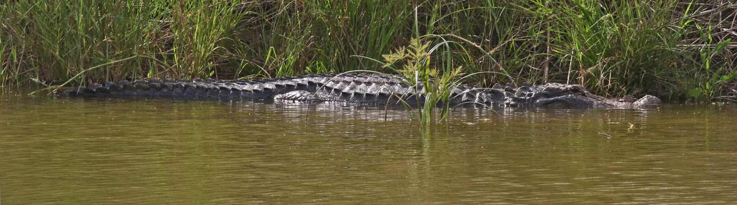 American Alligator