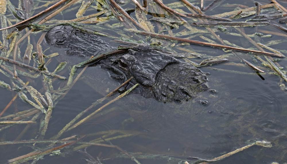 American Alligator