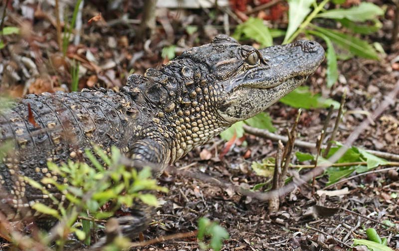 American Alligator