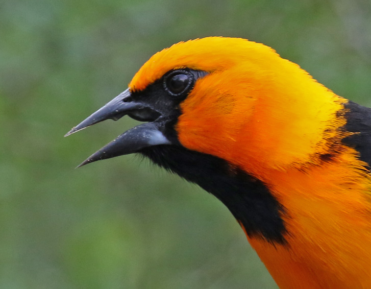 Altamira Oriole